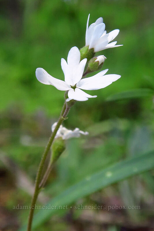 woodland star, with 4 petals (Lithophragma parviflorum) [southeast of Dixie Butte, Malheur National Forest, Grant County, Oregon]