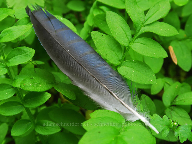 Steller's jay feather (Cyanocitta stelleri) [Dixie Spring, Malheur National Forest, Grant County, Oregon]