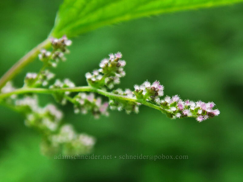 stinging nettle flowers (Urtica dioica) [Dixie Spring, Malheur National Forest, Oregon]
