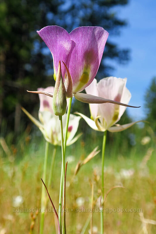 big-pod mariposa lilies (Calochortus eurycarpus) [Forest Road 18, Malheur National Forest, Grant County, Oregon]