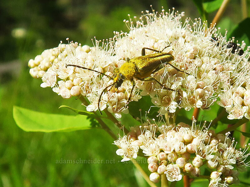 yellow velvet beetle on white spirea (Lepturobosca chrysocoma, Spiraea lucida (Spiraea betulifolia var. lucida)) [Forest Road 18, Malheur National Forest, Grant County, Oregon]