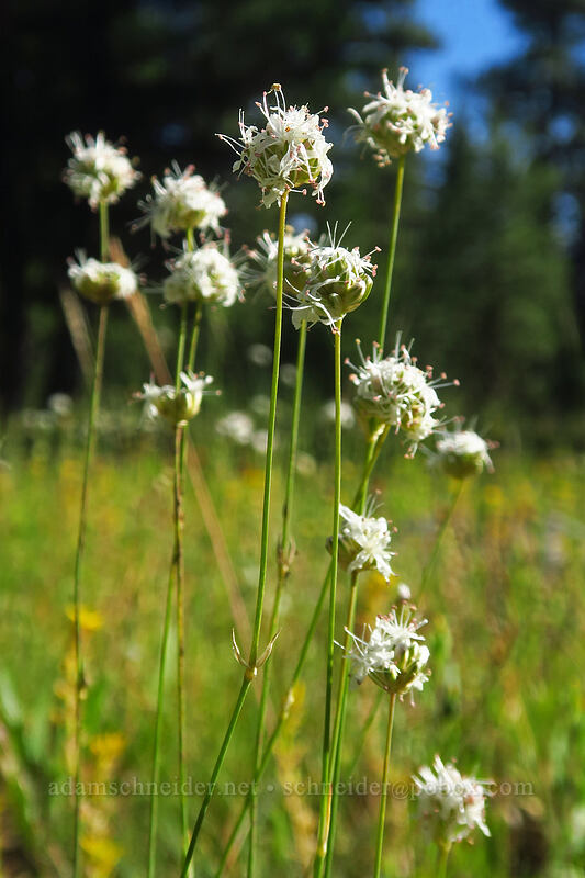 ball-head sandwort (Eremogone congesta (Arenaria congesta)) [Forest Road 3945, Malheur National Forest, Grant County, Oregon]