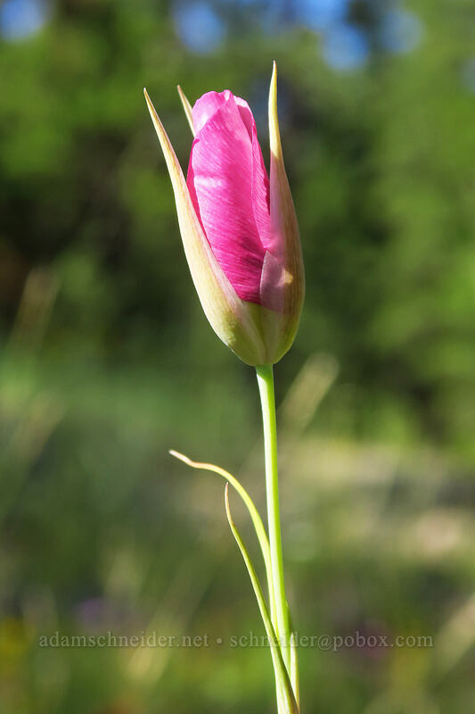pink big-pod mariposa lily, budding (Calochortus eurycarpus) [Forest Road 3945, Malheur National Forest, Grant County, Oregon]