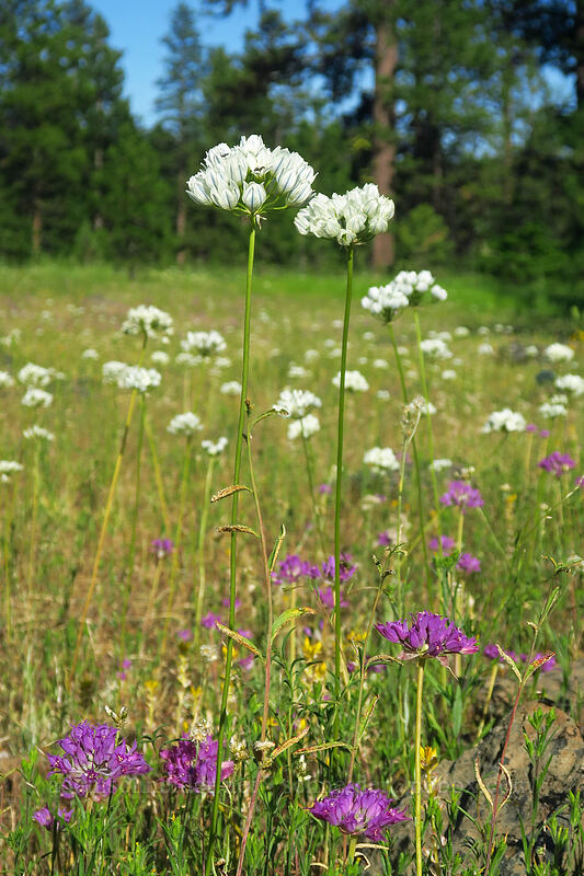 white brodiaea & taper-tip onions (Triteleia hyacinthina (Brodiaea hyacinthina), Allium acuminatum) [Keeney Meadows, Malheur National Forest, Grant County, Oregon]