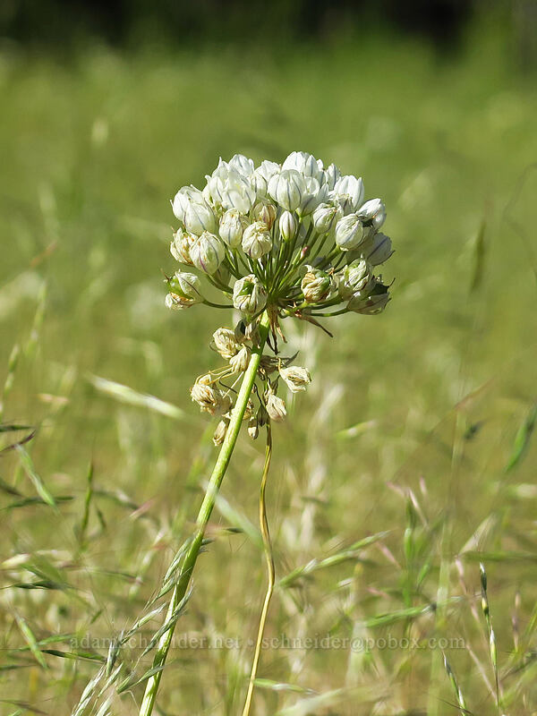 white brodiaea (Triteleia hyacinthina (Brodiaea hyacinthina)) [Keeney Meadows, Malheur National Forest, Grant County, Oregon]