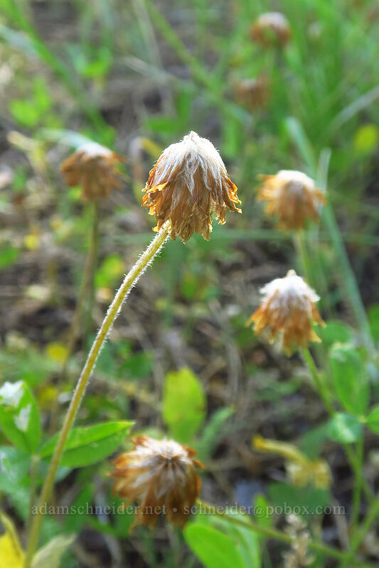 woolly-head clover, gone to seed (Trifolium eriocephalum) [Keeney Meadows, Malheur National Forest, Grant County, Oregon]