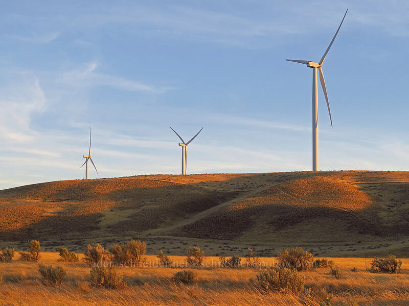 wind turbines [Fairview Road, Gilliam County, Oregon]