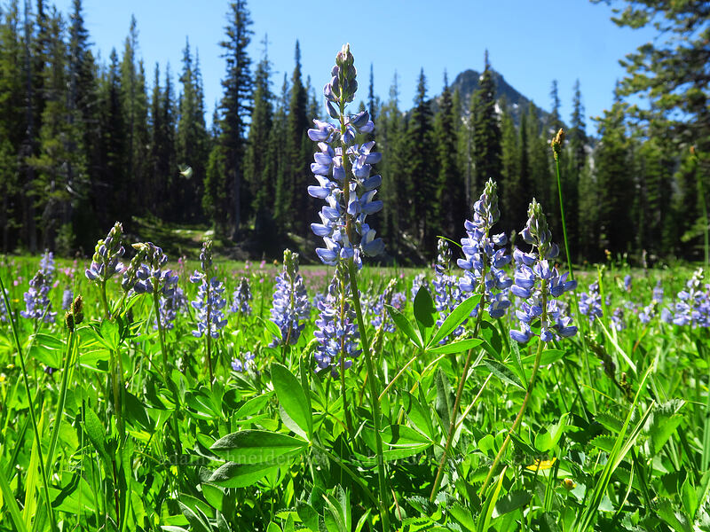lupines (Lupinus sp.) [Elkhorn Crest Trail, Wallowa-Whitman National Forest, Baker County, Oregon]