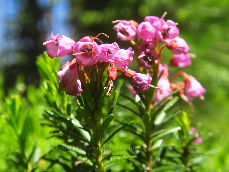 pink mountain heather (Phyllodoce empetriformis) [Elkhorn Crest Trail, Wallowa-Whitman National Forest, Baker County, Oregon]