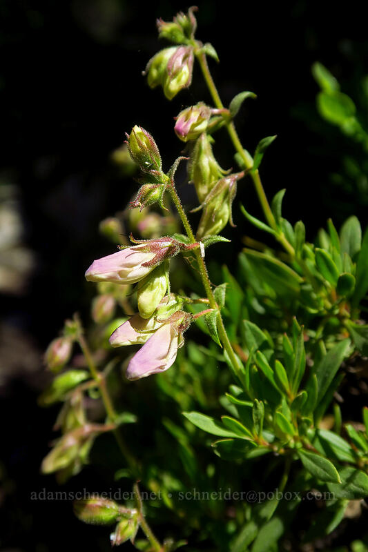 shrubby penstemon, budding (Penstemon fruticosus) [Elkhorn Crest Trail, Wallowa-Whitman National Forest, Baker County, Oregon]