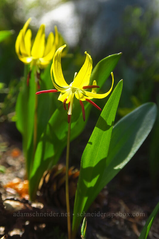 glacier lilies (Erythronium grandiflorum) [Elkhorn Crest Trail, Wallowa-Whitman National Forest, Baker County, Oregon]