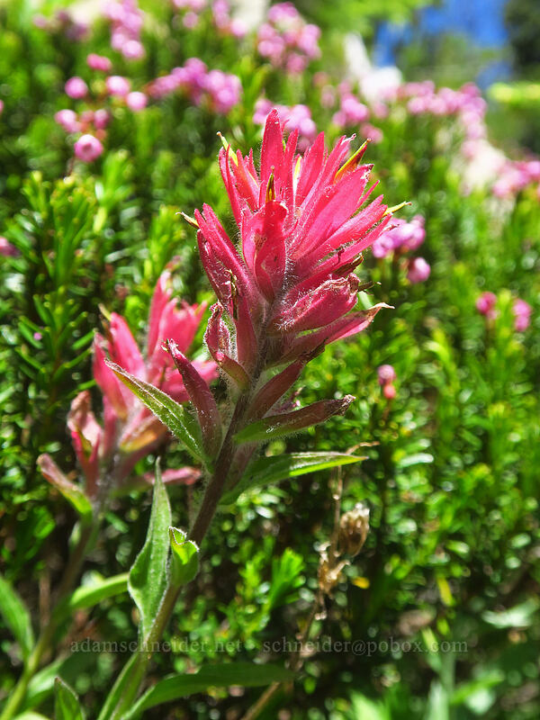 rosy paintbrush (Castilleja rhexiifolia) [Elkhorn Crest Trail, Wallowa-Whitman National Forest, Baker County, Oregon]
