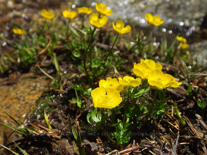 snow buttercups (Ranunculus eschscholtzii var. trisectus) [Elkhorn Crest Trail, Wallowa-Whitman National Forest, Baker County, Oregon]