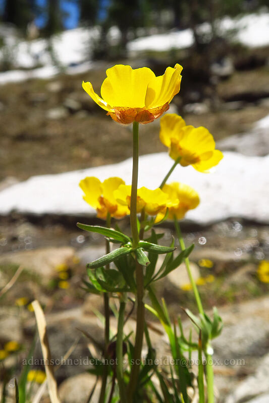 snow buttercups (Ranunculus eschscholtzii var. trisectus) [Elkhorn Crest Trail, Wallowa-Whitman National Forest, Baker County, Oregon]