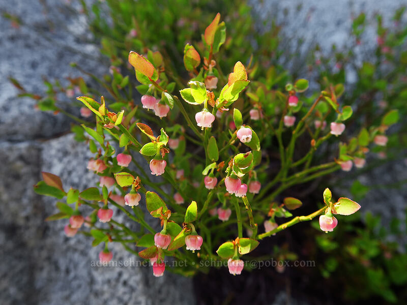 grouse whortleberry flowers (Vaccinium scoparium) [Elkhorn Crest Trail, Wallowa-Whitman National Forest, Oregon]