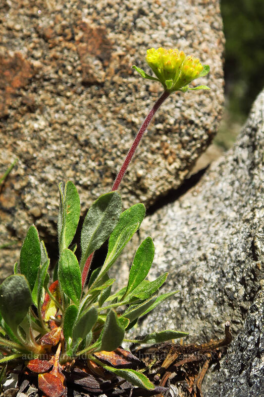 Piper's golden buckwheat (Eriogonum flavum var. piperi) [Elkhorn Crest Trail, North Fork John Day Wilderness, Baker County, Oregon]