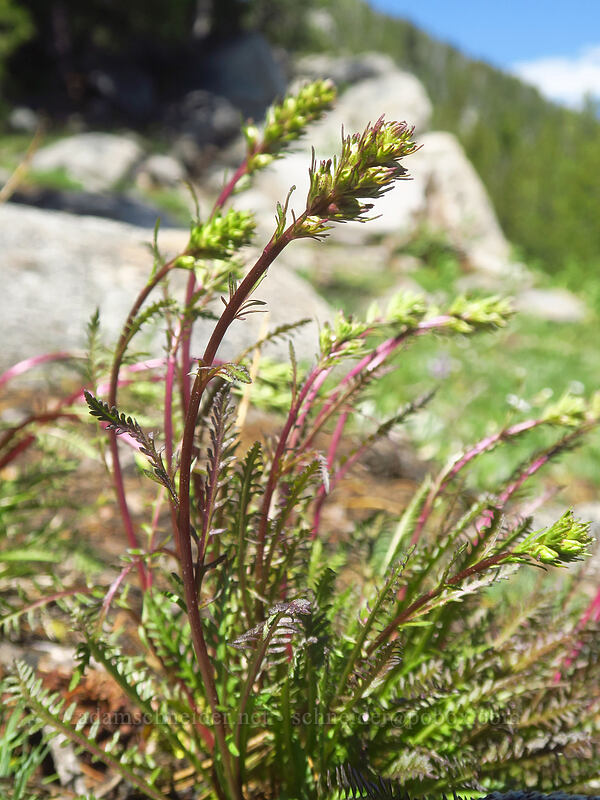 coiled-beak lousewort, budding (Pedicularis contorta) [Elkhorn Crest Trail, North Fork John Day Wilderness, Grant County, Oregon]