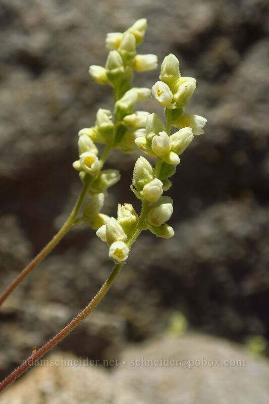 alpine alumroot (Heuchera cylindrica var. alpina) [Elkhorn Crest Trail, North Fork John Day Wilderness, Baker County, Oregon]