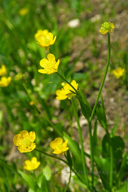 Hartweg's buttercups (Ranunculus alismifolius var. hartwegii) [Crawfish Basin Trail, North Fork John Day Wilderness, Grant County, Oregon]