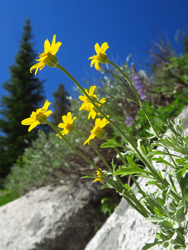 Oregon sunshine (Eriophyllum lanatum) [Crawfish Basin Trail, Wallowa-Whitman National Forest, Grant County, Oregon]