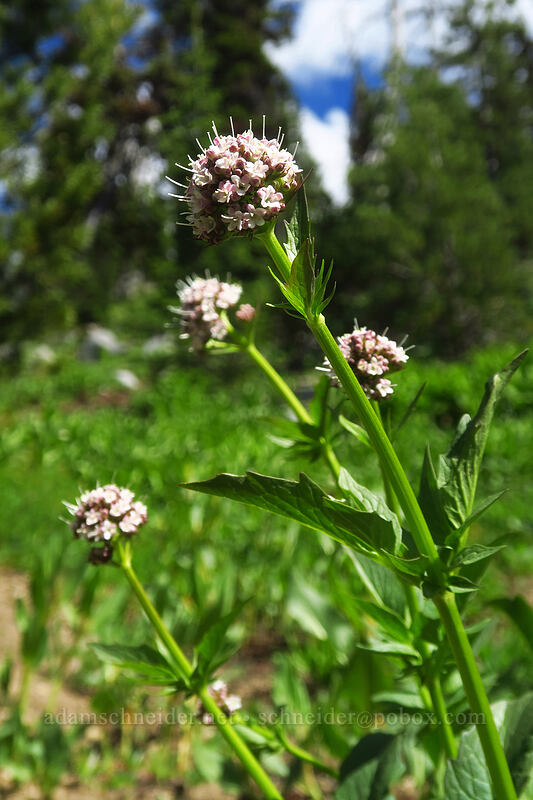 Sitka valerian (Valeriana sitchensis) [Crawfish Basin Trail, Wallowa-Whitman National Forest, Grant County, Oregon]