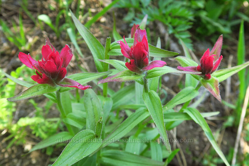 dark rosy paintbrush (Castilleja rhexiifolia) [Crawfish Basin Trail, Wallowa-Whitman National Forest, Grant County, Oregon]
