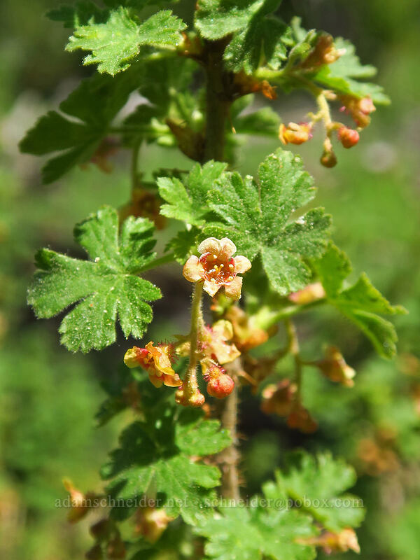 mountain gooseberry (Ribes montigenum) [Crawfish Basin Trail, Wallowa-Whitman National Forest, Grant County, Oregon]