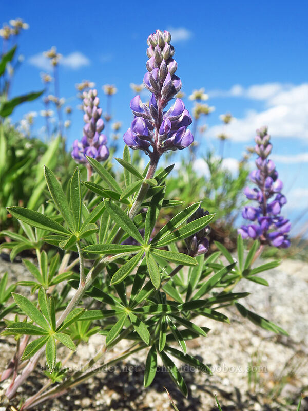 lupines (Lupinus sp.) [Forest Road 7300-187, Wallowa-Whitman National Forest, Oregon]