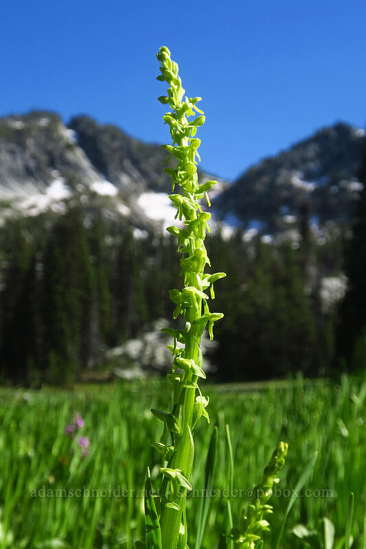 slender bog orchid (Platanthera stricta) [Hoffer Lakes Trail, Wallowa-Whitman National Forest, Baker County, Oregon]