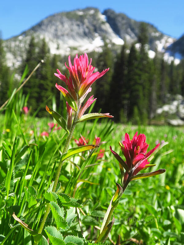 rosy paintbrush (Castilleja rhexiifolia) [Hoffer Lakes Trail, Wallowa-Whitman National Forest, Baker County, Oregon]
