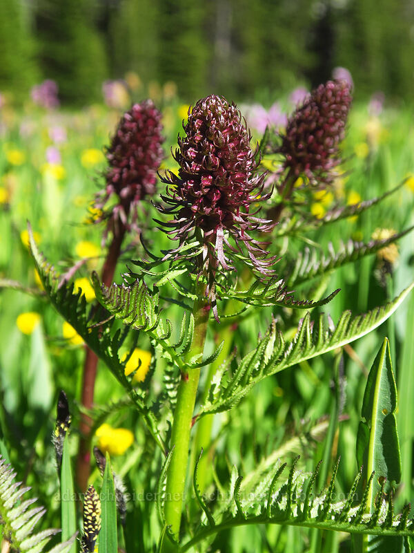 elephant's-head lousewort, budding (Pedicularis groenlandica) [Hoffer Lakes Trail, Wallowa-Whitman National Forest, Baker County, Oregon]