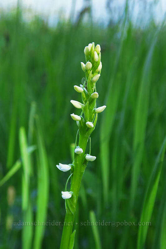white bog orchid, budding (Platanthera dilatata var. dilatata (Habenaria dilatata)) [Hoffer Lakes Trail, Wallowa-Whitman National Forest, Baker County, Oregon]