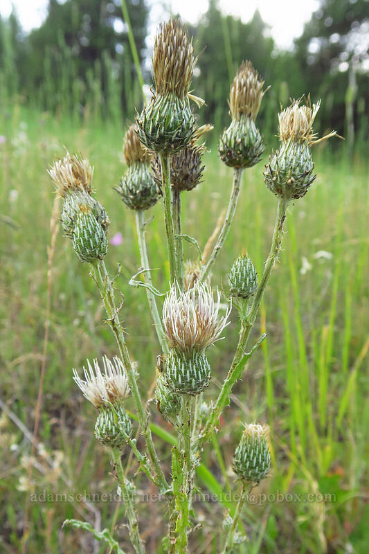 gray-green thistle (Cirsium cymosum var. canovirens) [Forest Road 73, Wallowa-Whitman National Forest, Grant County, Oregon]