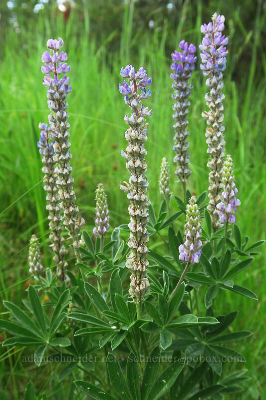 roadside lupines (Lupinus sp.) [Forest Road 73, Wallowa-Whitman National Forest, Grant County, Oregon]