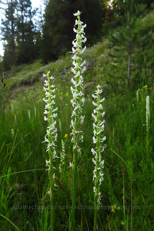 white bog orchid (Platanthera dilatata var. leucostachys (Platanthera leucostachys)) [Granite Hill Road, Wallowa-Whitman National Forest, Grant County, Oregon]