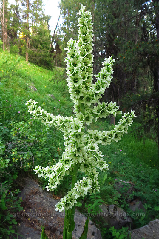 California corn lily (Veratrum californicum) [Granite Hill Road, Wallowa-Whitman National Forest, Grant County, Oregon]