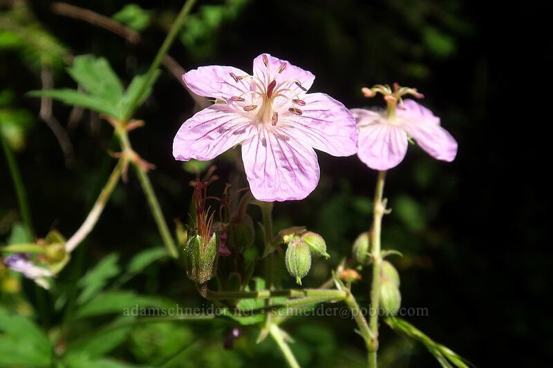 sticky geraniums (Geranium viscosissimum) [Fields Peak Trail, Malheur National Forest, Grant County, Oregon]