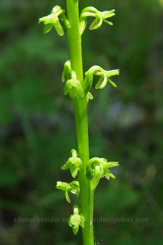 Alaska rein orchid (Platanthera unalascensis (Piperia unalascensis)) [Fields Peak Trail, Malheur National Forest, Grant County, Oregon]