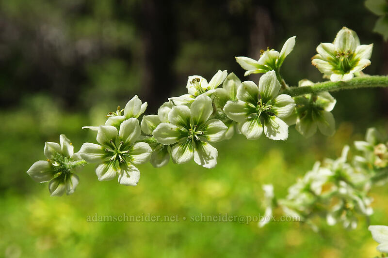 California corn lily (Veratrum californicum) [Fields Peak Trail, Malheur National Forest, Grant County, Oregon]