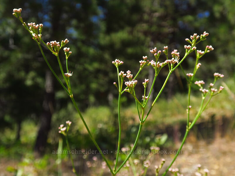 tall buckwheat (Eriogonum elatum) [Fields Peak Trail, Malheur National Forest, Grant County, Oregon]