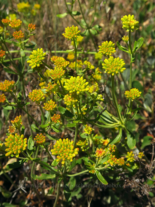 sulphur-flower buckwheat (Eriogonum umbellatum var. ellipticum) [Fields Peak Trail, Malheur National Forest, Grant County, Oregon]