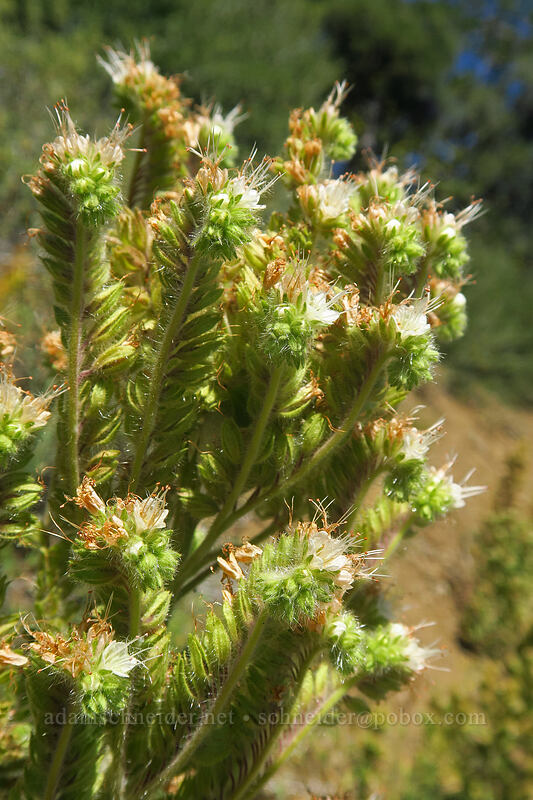 phacelia (Phacelia sp.) [Fields Peak Trail, Malheur National Forest, Grant County, Oregon]