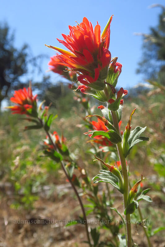 acute paintbrush (Castilleja hispida var. acuta) [Fields Peak Trail, Malheur National Forest, Grant County, Oregon]