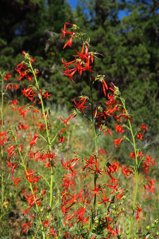 scarlet gilia (Ipomopsis aggregata) [Fields Peak Trail, Malheur National Forest, Grant County, Oregon]