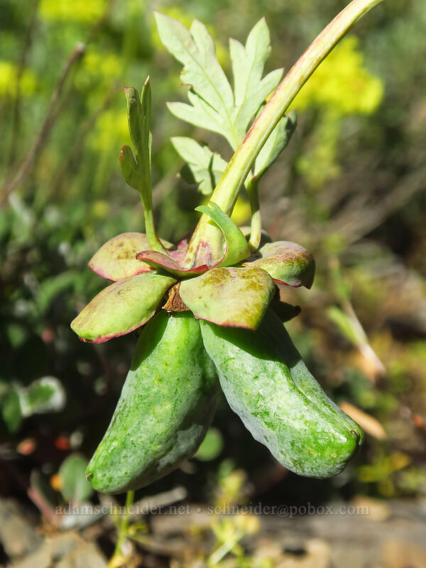 fruit of Brown's peony (Paeonia brownii) [Fields Peak Trail, Malheur National Forest, Grant County, Oregon]