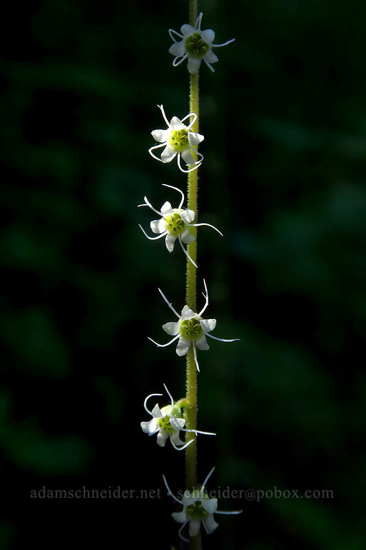 side-flowered mitrewort (Ozomelis stauropetala (Mitella stauropetala)) [Fields Peak Trail, Malheur National Forest, Grant County, Oregon]