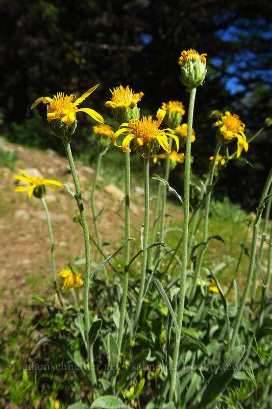 woolly goldenweed (Stenotus lanuginosus (Haplopappus lanuginosus)) [Fields Peak Trail, Malheur National Forest, Grant County, Oregon]