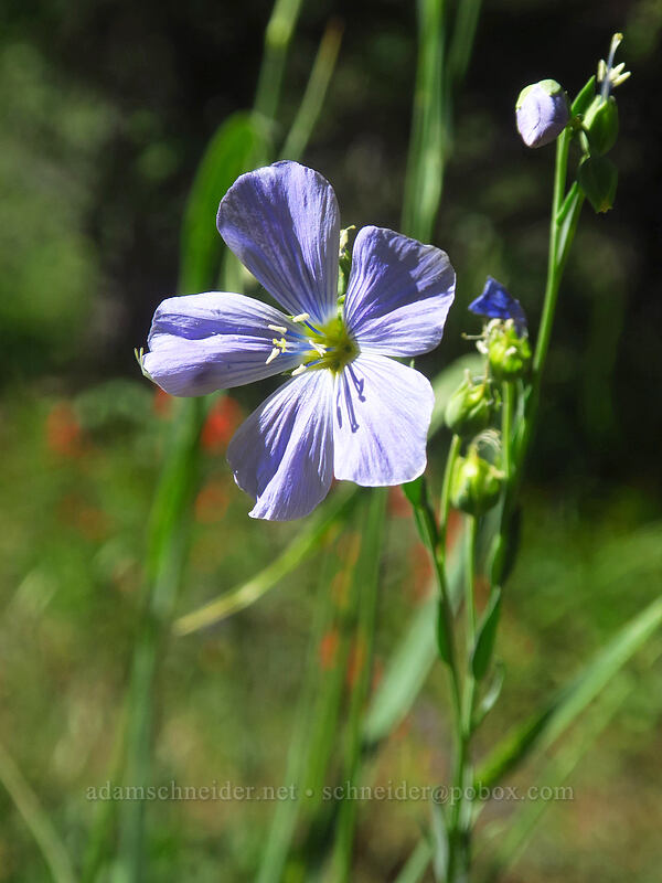 blue flax (Linum lewisii (Linum perenne var. lewisii)) [Fields Peak Trail, Malheur National Forest, Grant County, Oregon]