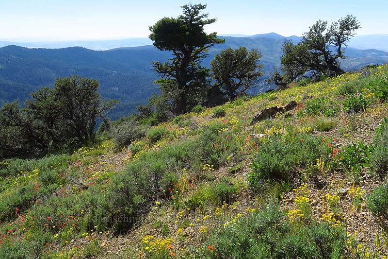 wildflowers [Fields Peak Trail, Malheur National Forest, Grant County, Oregon]