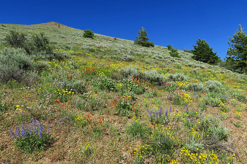 wildflowers [Fields Peak Trail, Malheur National Forest, Grant County, Oregon]
